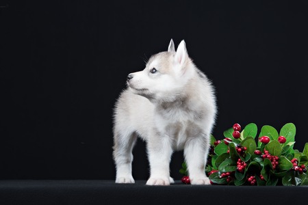 Cute little puppy of syberian husky in dark studioの写真素材