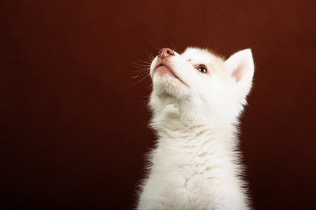 Cute little puppy of syberian husky in dark studioの写真素材