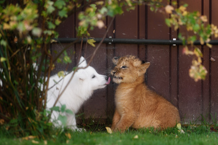 White Swiss Shepherds puppy play and kiss with lion cub