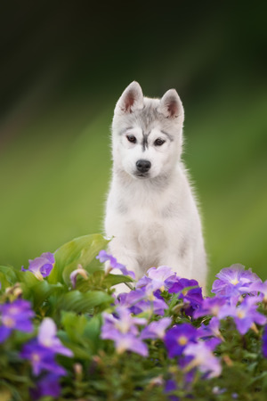 beautiful grey siberian husky walking in a flower fieldの写真素材