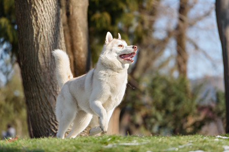 siberian husky red dog in green grass and snowの写真素材
