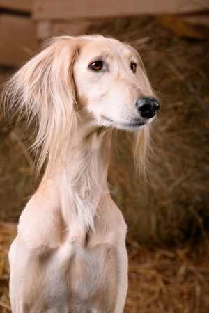 Saluki portrait head only on a background of hayの写真素材