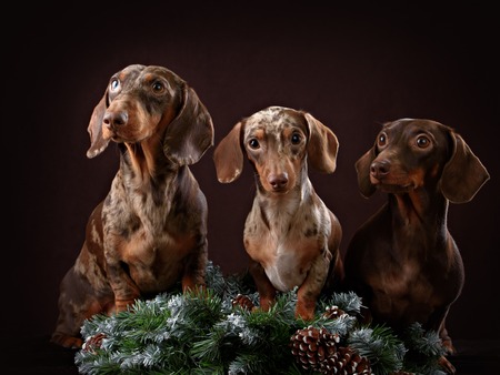 Studio portrait of three red, black and chocolate dachshund dogs on dark backgroundの写真素材