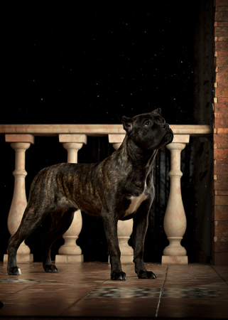 Cane corso, black dog on the black backgroundの写真素材