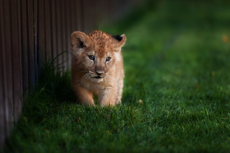 Young lion cub in the green grass on a Sunny dayの写真素材