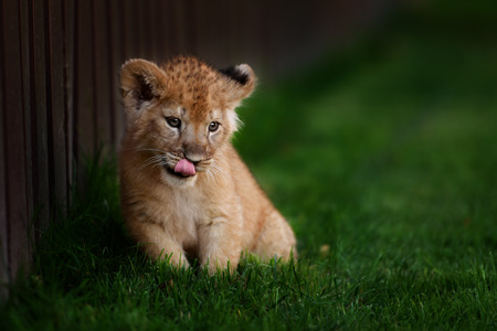 Young lion cub in the green grass on a Sunny dayの写真素材