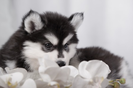 gentle puppy husky and orchids in lite studioの写真素材