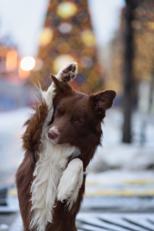 Border Collie dog trained to perform tricks in the center of Moscow. Russia .の写真素材