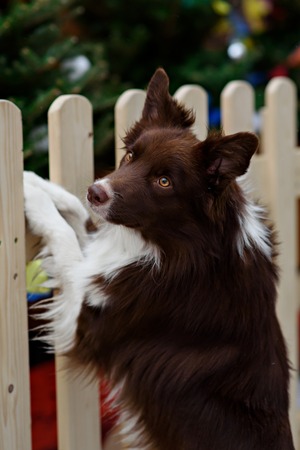 Border Collie dog trained to perform tricks in the center of Moscow. Russia .の写真素材