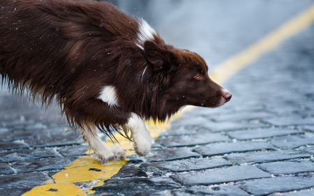 Border Collie dog trained to perform tricks in the center of Moscow. Russia .の写真素材