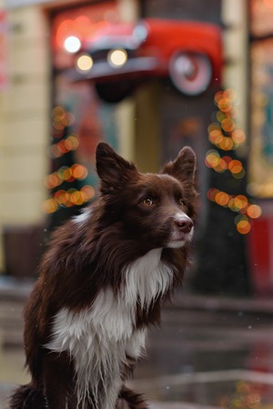 Border Collie dog trained to perform tricks in the center of Moscow. Russia .の写真素材