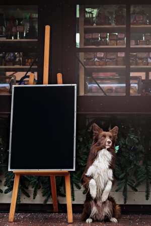 Border Collie dog trained to perform tricks in the center of Moscow. Russia .の写真素材