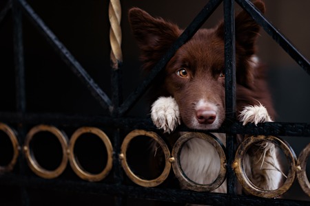Border Collie dog trained to perform tricks in the center of Moscow. Russia .の写真素材