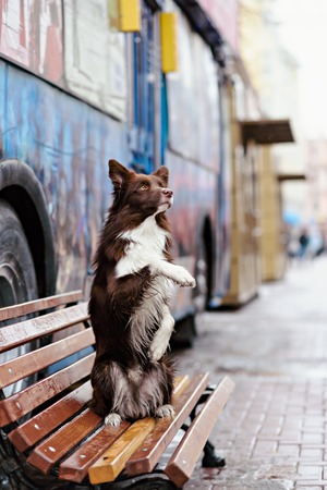 Border Collie dog trained to perform tricks in the center of Moscow. Russia .の写真素材
