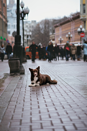 Border Collie dog trained to perform tricks in the center of Moscow. Russia .の写真素材