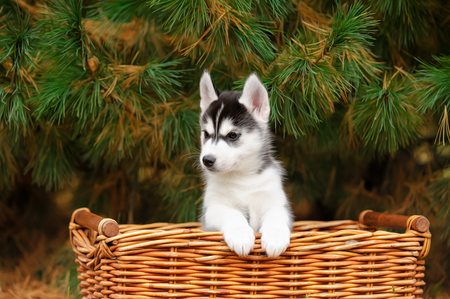 siberian husky puppy in a basket outdooreの写真素材