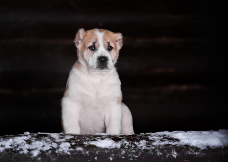 Amazing Central Asian Shepherd puppy sitting on snow and grass in winterの写真素材