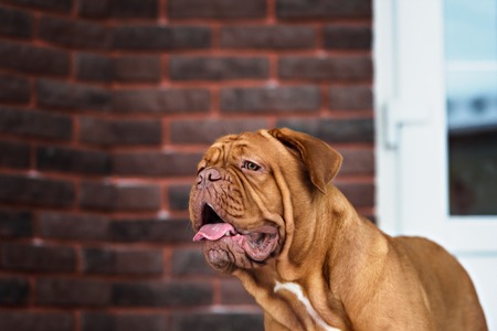 Dog Bordeaux dog in snow winter dayの写真素材