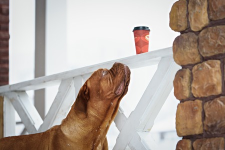 Dog Bordeaux dog in snow winter dayの写真素材