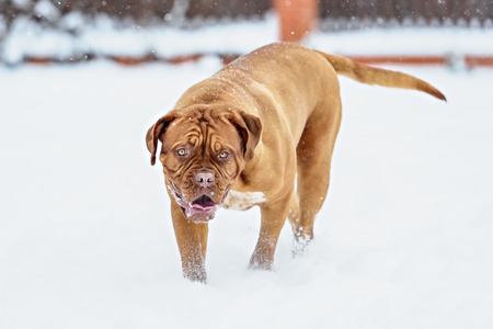 Dog Bordeaux dog in snow winter dayの写真素材