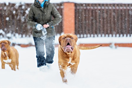Dog Bordeaux dog in snow winter dayの写真素材
