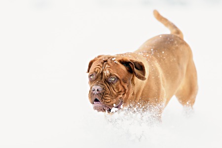 Dog Bordeaux dog in snow winter dayの写真素材