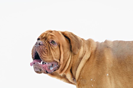 Dog Bordeaux dog in snow winter dayの写真素材