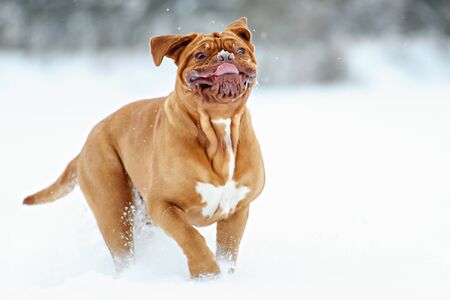 Dog Bordeaux dog in snow winter dayの写真素材