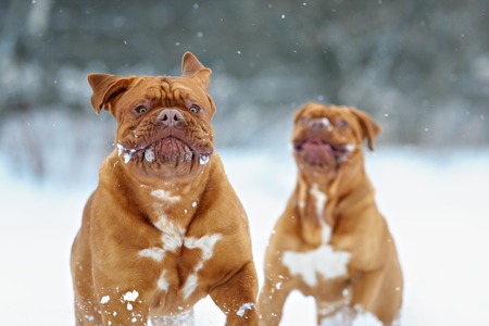 Dog Bordeaux dog in snow winter dayの写真素材