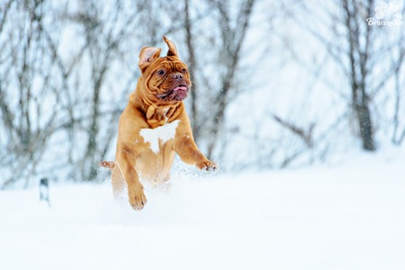 Dog Bordeaux dog in snow winter dayの写真素材