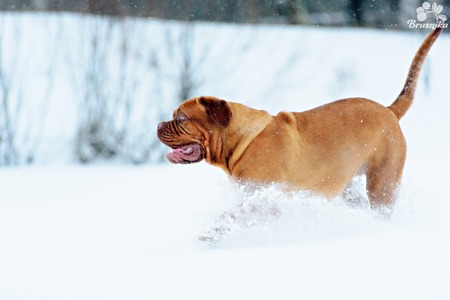 Dog Bordeaux dog in snow winter dayの写真素材