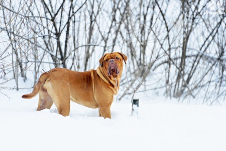 Dog Bordeaux dog in snow winter dayの写真素材
