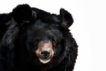 portrait of a bear on a white backgroundの写真素材