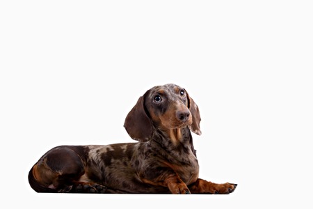 Funny smooth haired Dachshund isolated on white backgroundの写真素材