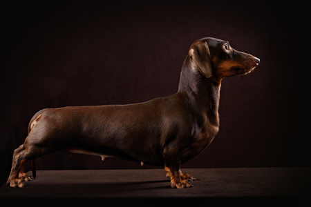 Smooth-haired dachshund dog of brown color in dark studioの写真素材