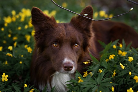 happy brown dog border collie portrait in summerの写真素材