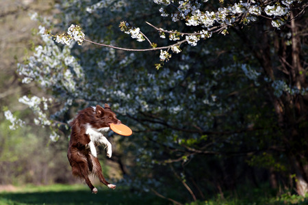 Border Collie dog catches the disc on a background of flowering gardenの写真素材