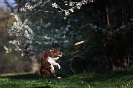 Border Collie dog catches the disc on a background of flowering gardenの写真素材
