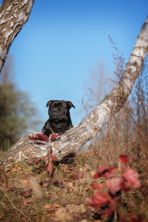 Black dog stay in nature summer dayの写真素材