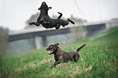 English staffordshire bull terrier running and jumps in parkの写真素材