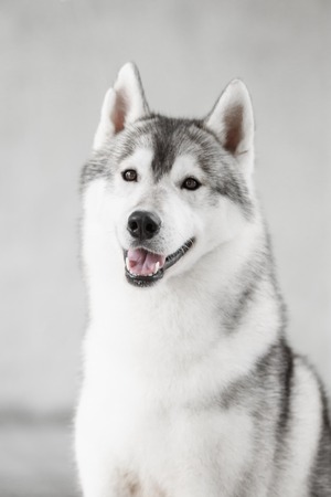 Portrait of Siberian Husky in a brick wallの写真素材