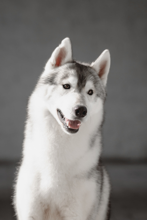 Portrait of Siberian Husky in a brick wallの写真素材