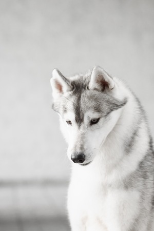 Portrait of Siberian Husky in a brick wall