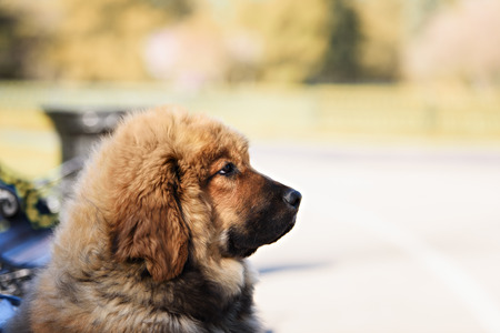 Tibetan Mastiff puppy dog in summer dayの写真素材