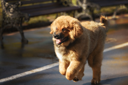 Tibetan Mastiff puppy dog in summer dayの写真素材