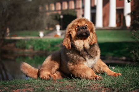 Tibetan Mastiff puppy dog in summer dayの写真素材