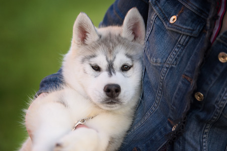 One Little cute puppy of Siberian husky dog outdoorsの写真素材