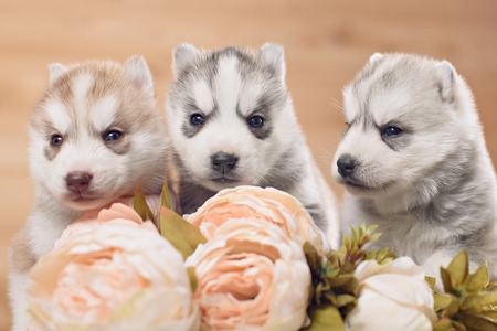three siberian husky puppies on a gold backgroundの写真素材
