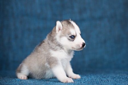 A beautiful Husky puppy with pretty blue eyes on a blue background.の写真素材