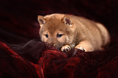 dog breed Shiba Inu puppy in red studioの写真素材